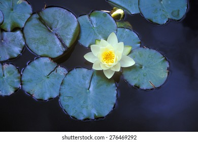 Close Up Of Lily Pads, Huntington Gardens, Pasadena, CA