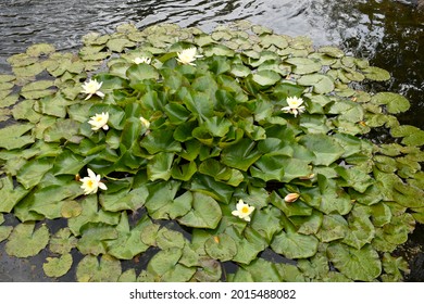 close up of lily pads and white lily flowers floating in a circular shape.  Lotus flowers and leaves on a river outside on a summers day