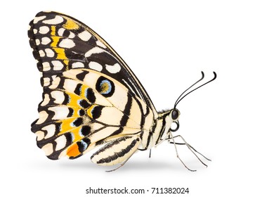 Close up of Lime butterfly or Lemon butterfly or Lime swallowtail (Papilio demoleus), lateral view, isolated on white background with clipping path