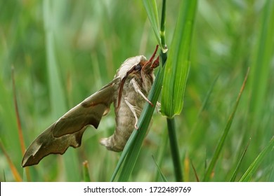 Close Up Of A Lime Hawk Moth