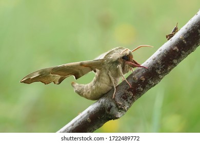 Close Up Of A Lime Hawk Moth