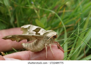 Close Up Of A Lime Hawk Moth