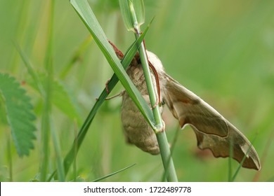 Close Up Of A Lime Hawk Moth