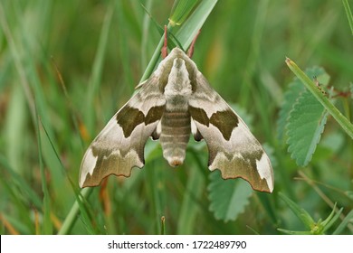 Close Up Of A Lime Hawk Moth