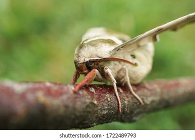 Close Up Of A Lime Hawk Moth