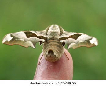 Close Up Of A Lime Hawk Moth