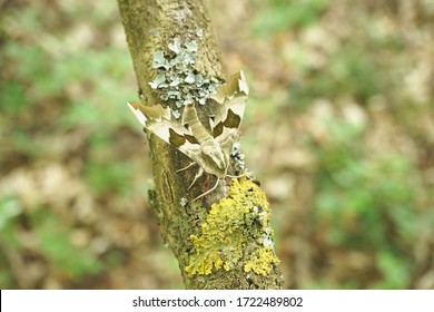 Close Up Of A Lime Hawk Moth