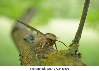 Close Up Of A Lime Hawk Moth