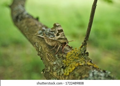 Close Up Of A Lime Hawk Moth