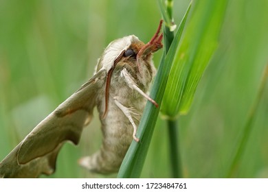 Close Up Of A Lime Hawk Moth