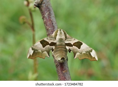 Close Up Of A Lime Hawk Moth