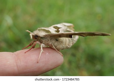 Close Up Of A Lime Hawk Moth