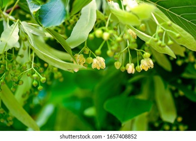 close up of linden flowers on the branch - Shutterstock ID 1657408852