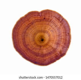close up lingzhi mushroom,ganoderma lucidum isolated on a white top view