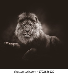 Lion Noir High Res Stock Images Shutterstock