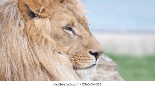 a close up of a lion with a blurry background, a stock photo by Simon Gaon, featured on unsplash, naturalism, creative commons attribution, quantum wavetracing, majestic
