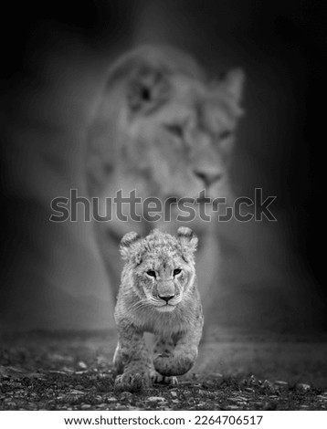 Close lion cub in the background of his mother.  Black and white african savannah landscape 