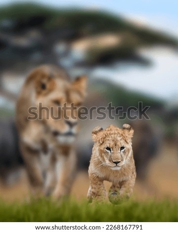 Close lion cub in the background of his mother.  African savannah landscape 