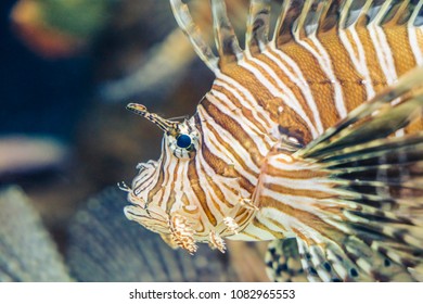 Close Up Of A Lion Fish In A Giant Fish Tank In The Veracruz Aquarium