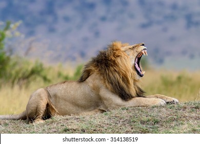Close lion in National park of Kenya, Africa