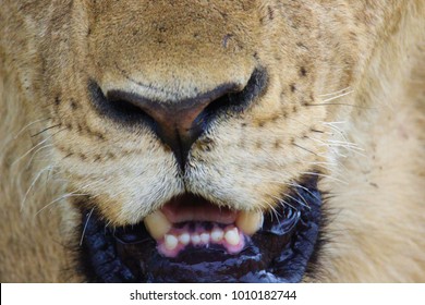 Close Up Of A Lion Nose