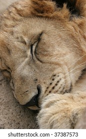 Close Up Of Lion Sleeping