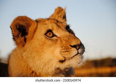 Close Lioness Cub Eyes Looking Blue Stock Photo 2100143974 