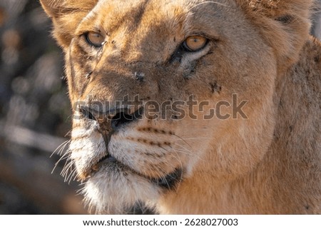Close up of lioness, lion female, in Kruger National Park, South Africa