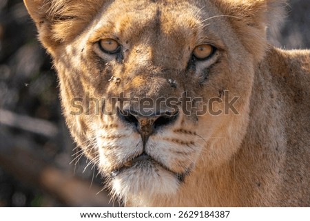 Close up of lioness, lion female, in Kruger National Park, South Africa