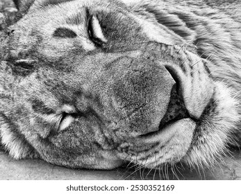 Close up of a lioness sleeping - Powered by Shutterstock