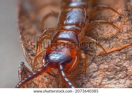 Close up of Lithobius forficatus, most commonly known as the brown centipede or stone centipede, is a common European centipede of the family Lithobiidae. Closeup shot of centipede