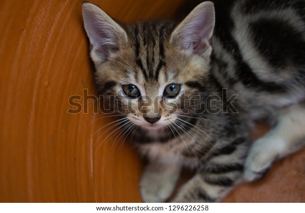 Close Little American Shorthair Cat Focus Stock Photo Edit Now