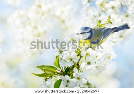 Close up of little bird perching on branch with white flowers of blossom cherry tree. The blue tit. Spring background
