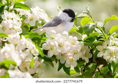 Close up of little bird sitting on branch of blossom apple tree. Black capped chickadee   - Shutterstock ID 2277741679