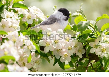 Close up of little bird sitting on branch of blossom apple tree. Black capped chickadee  