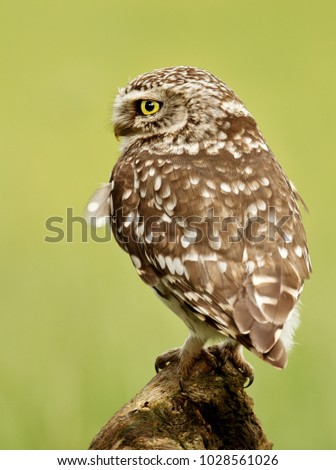 Similar – Image, Stock Photo Adult Burrowing owl Athene cunicularia