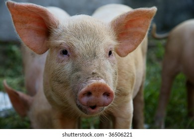 Close Up Of Little Pig In A Farm In China