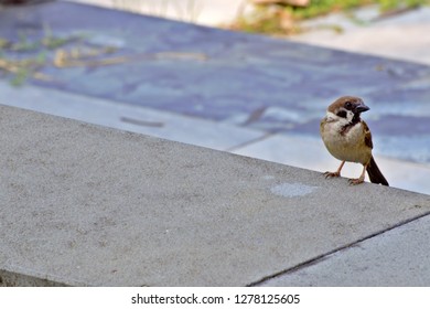 Close up to a little sparrow  was perching on the corner of the sand wash surface. - Shutterstock ID 1278125605