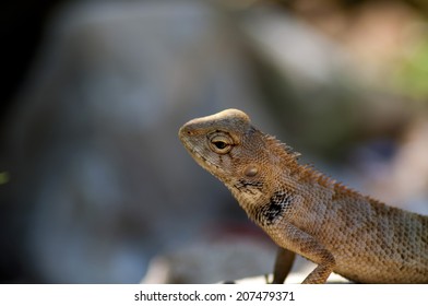 close up lizard