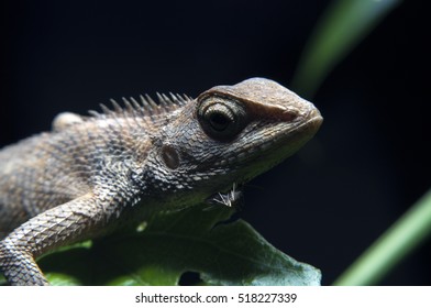 close up Lizard