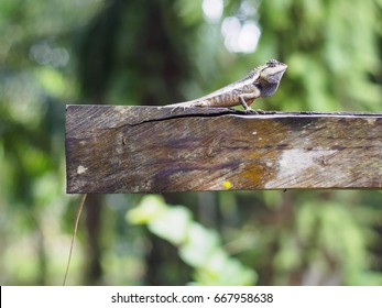 close up lizard beautiful patterned are sun on the timber is so dogmatism