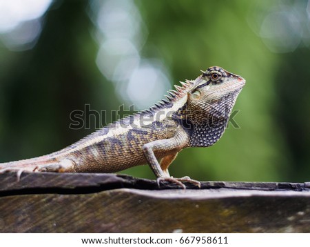 close up lizard beautiful patterned are sun on the timber is so dogmatism