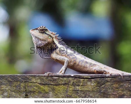 close up lizard beautiful patterned are sun on the timber is so dogmatism
