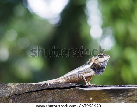 close up lizard beautiful patterned are sun on the timber is so dogmatism