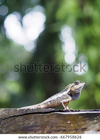 close up lizard beautiful patterned are sun on the timber is so dogmatism