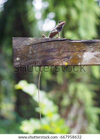 close up lizard beautiful patterned are sun on the timber is so dogmatism