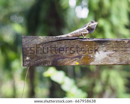close up lizard beautiful patterned are sun on the timber is so dogmatism