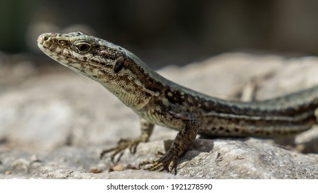 close up of a lizard at lake garda in italy