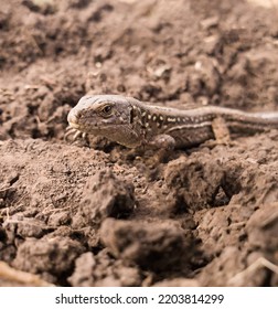 close up of a lizard on the ground