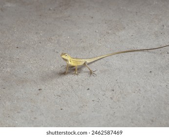 close up lizard on the ground